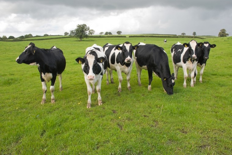 Selecting replacement heifers