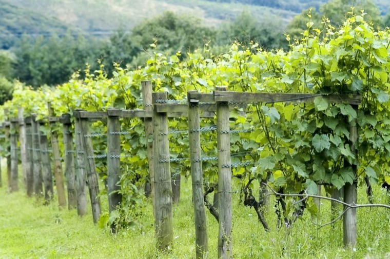 Weed control in UK Vineyards