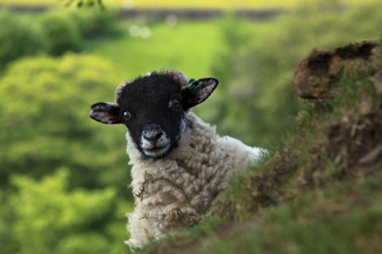 Farmers wanted to help inform the UK sheep industry