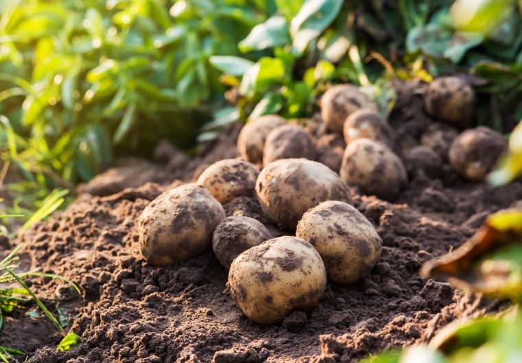 Potato plantings down 3% amid extreme weather conditions ​