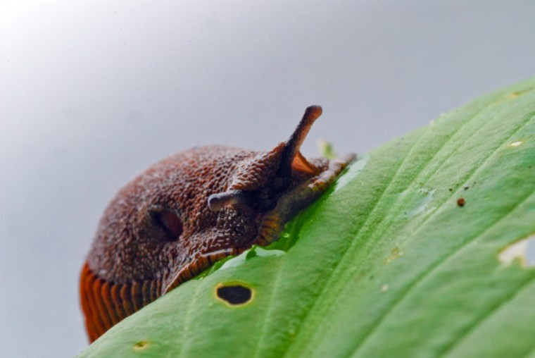 Protect tubers against slugs this season