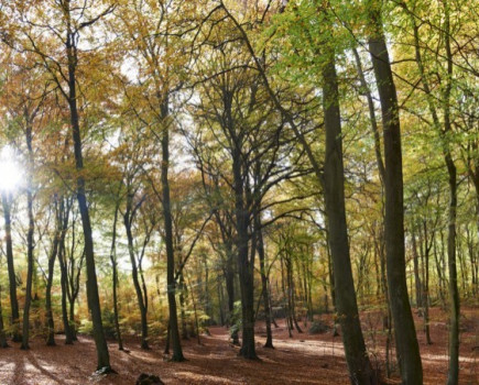 £4million woodland fund