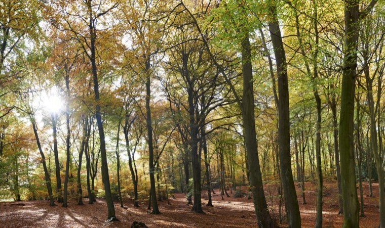 £4million woodland fund