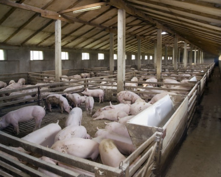 Heatwave puts piggery ventilation systems under pressure