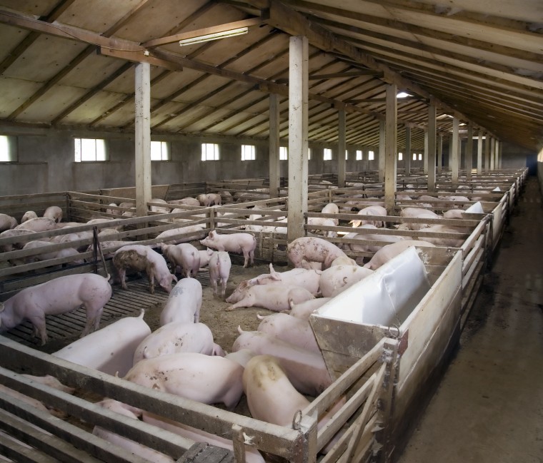 Heatwave puts piggery ventilation systems under pressure