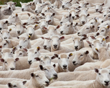 The coming year holds much hope for British sheep farmers