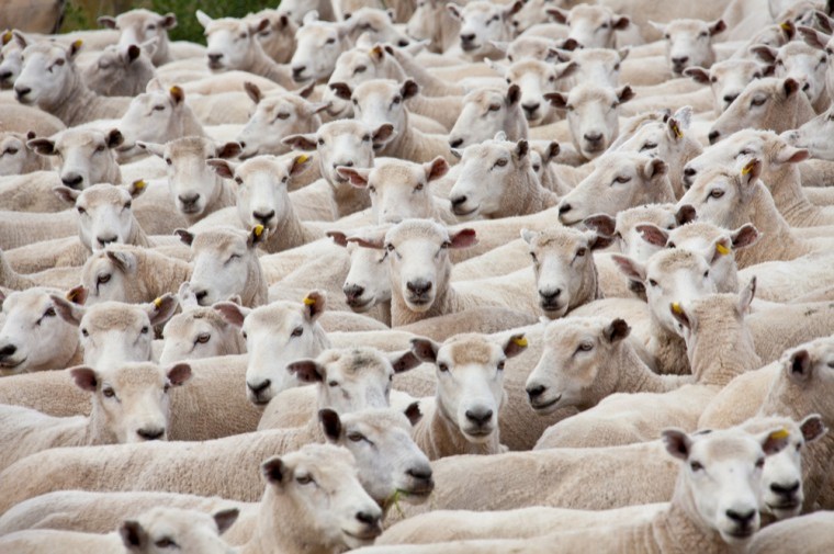 The coming year holds much hope for British sheep farmers