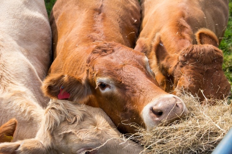 Beef farmers advised about the risks of straw impaction