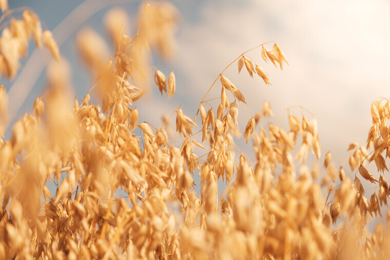 Watch out for early oat diseases