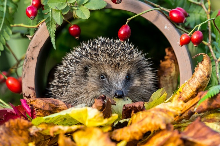 New research on UK hedgehog decline
