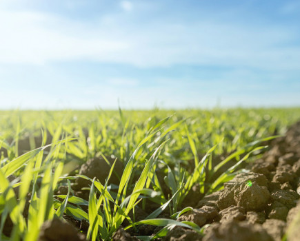 Spotlight on spring cereal cropping options