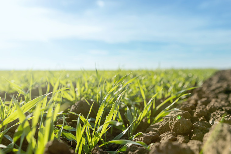 Spotlight on spring cereal cropping options