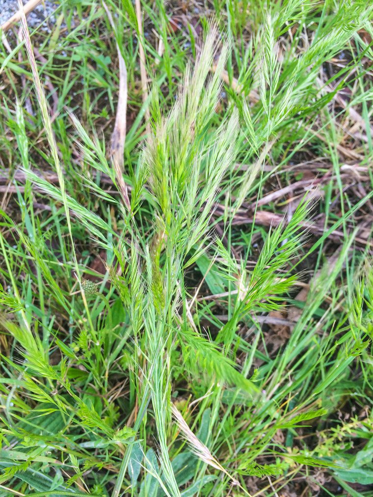 Wanted: farmers sought in fight against new grass weed