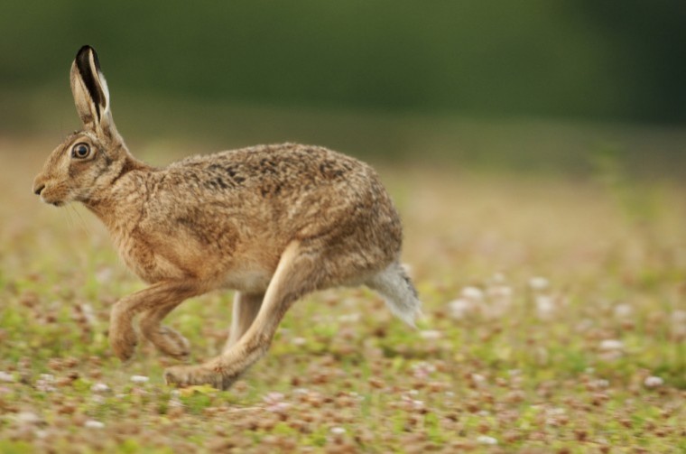 Britain’s brown hares could benefit from non-native crops grown for bioenergy
