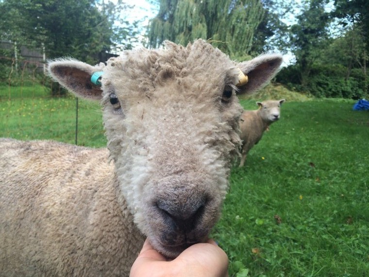 Subsidised barren ewe test now avaliable