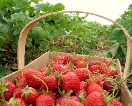 Get set for juicy British strawberries this summer