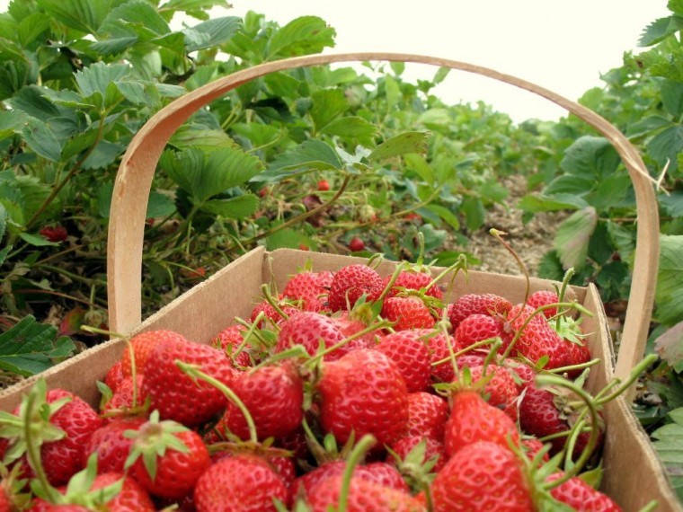 Get set for juicy British strawberries this summer