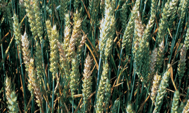 Weather low a trigger for high Fusarium threat?