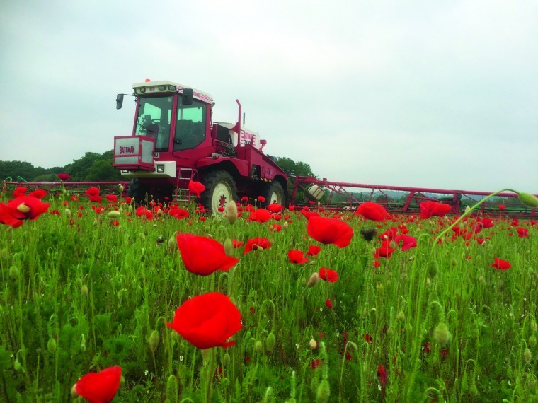 Hot weather hit spring bean crop