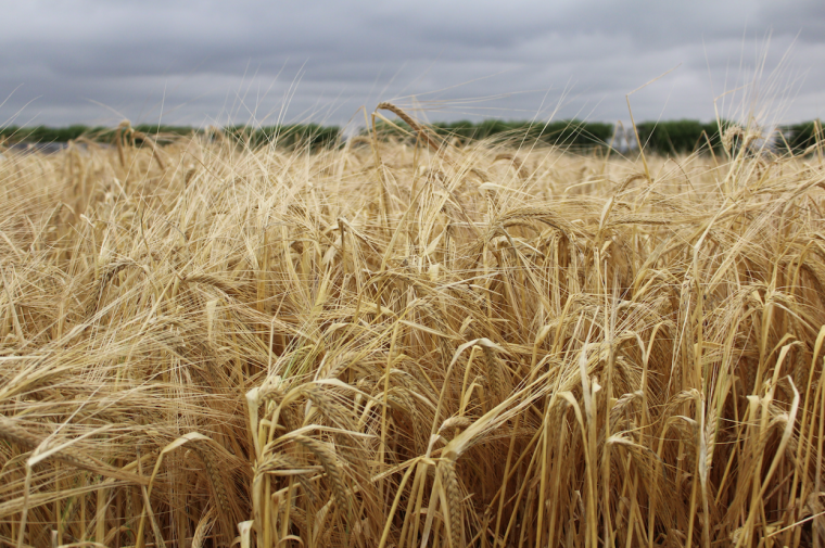 Kent’s Growing Crops competition winners announced