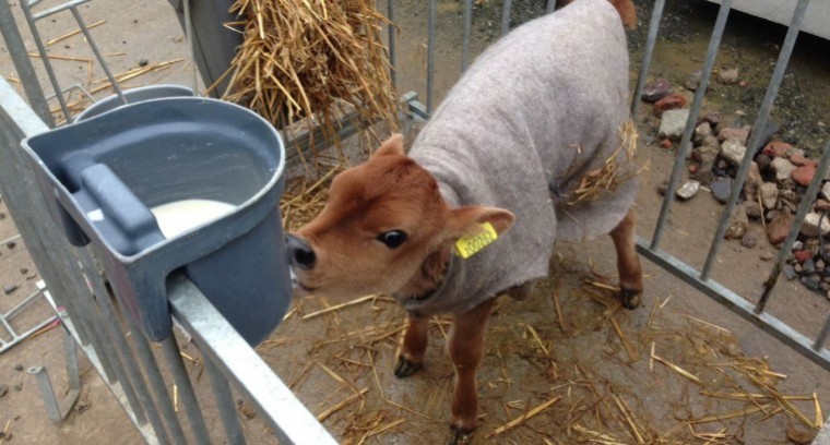 Disinfection and hot washing crucial to prevent crypo spread from calf jackets