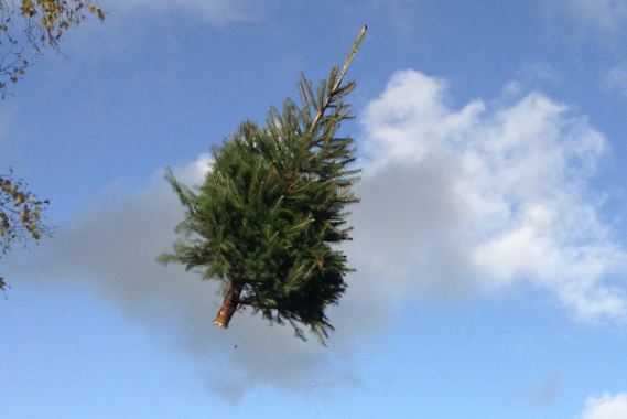 Young farmer launches UK Christmas tree throwing contest