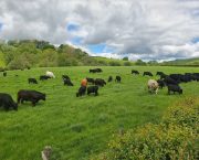 Breedr launches £10m cashflow fund for farmers