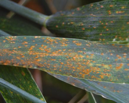 Unsettled weather brings higher risk of late season disease