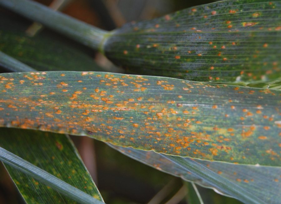 Unsettled weather brings higher risk of late season disease