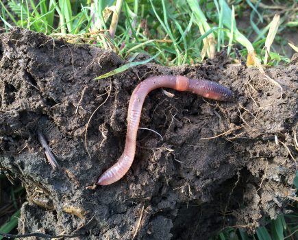 Patience needed to stop soils slumping