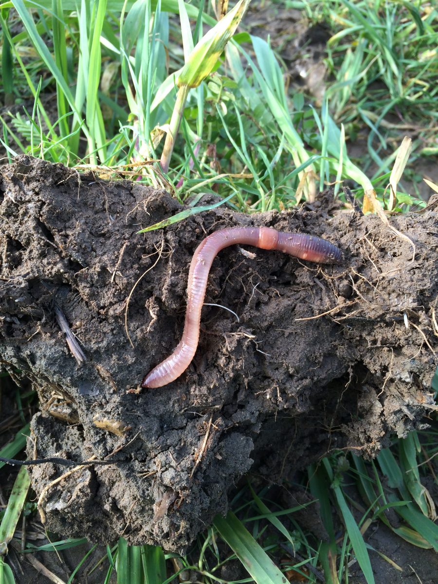 Patience needed to stop soils slumping