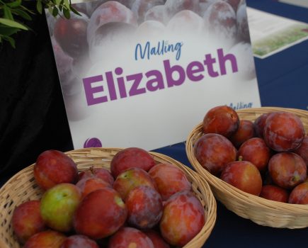 New plum variety with ‘wow factor’