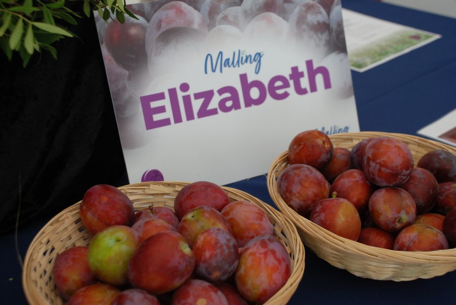 New plum variety with ‘wow factor’