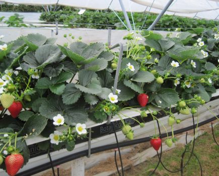 Strawberry yields doubled in controlled environments