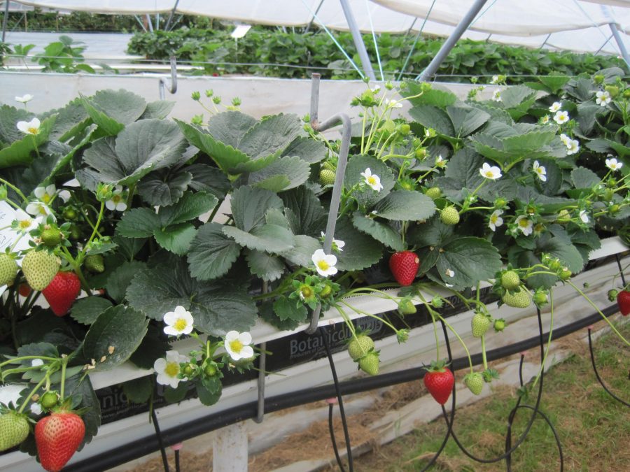 Strawberry yields doubled in controlled environments