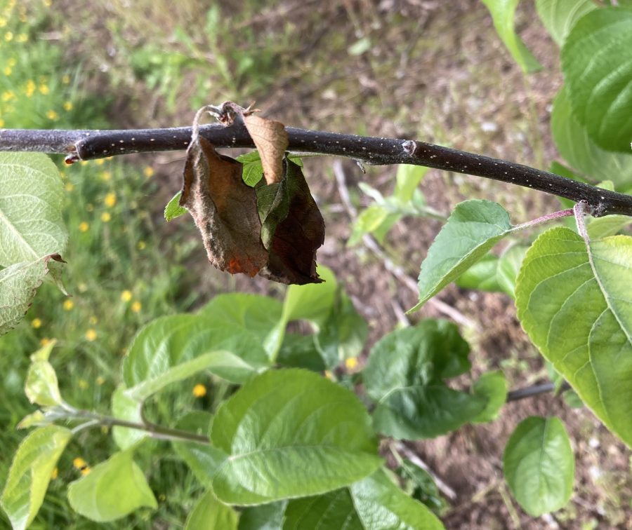 Exploring novel solutions to canker control