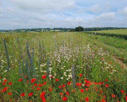 Buzzing endorsement for new wildlife mix