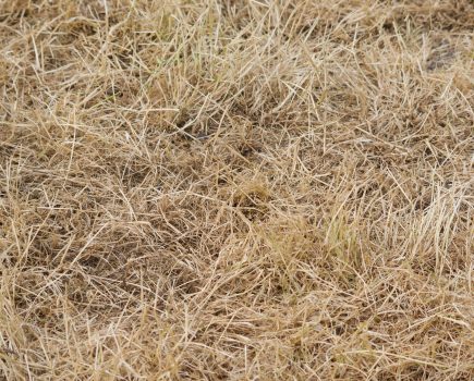 ALAN WEST: Trade still holding up, but dry weather poses a problem