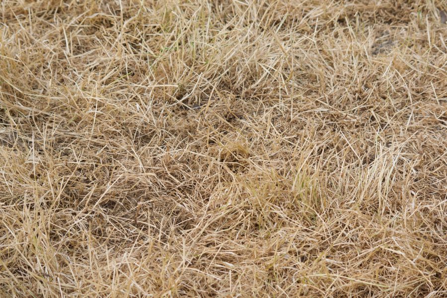 ALAN WEST: Trade still holding up, but dry weather poses a problem