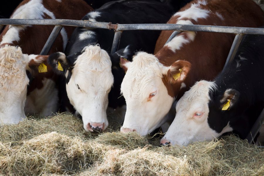UK farmer survey launched to understand on-farm impact from bluetongue