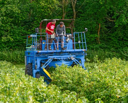 East Sussex Ribena grower welcomes local MP to celebrate annual blackcurrant harvest