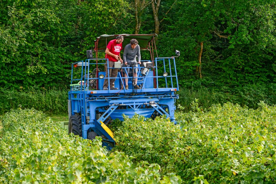 East Sussex Ribena grower welcomes local MP to celebrate annual blackcurrant harvest