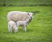 Farmers urged to vaccinate against EAE before tupping