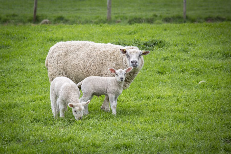 Farmers urged to vaccinate against EAE before tupping
