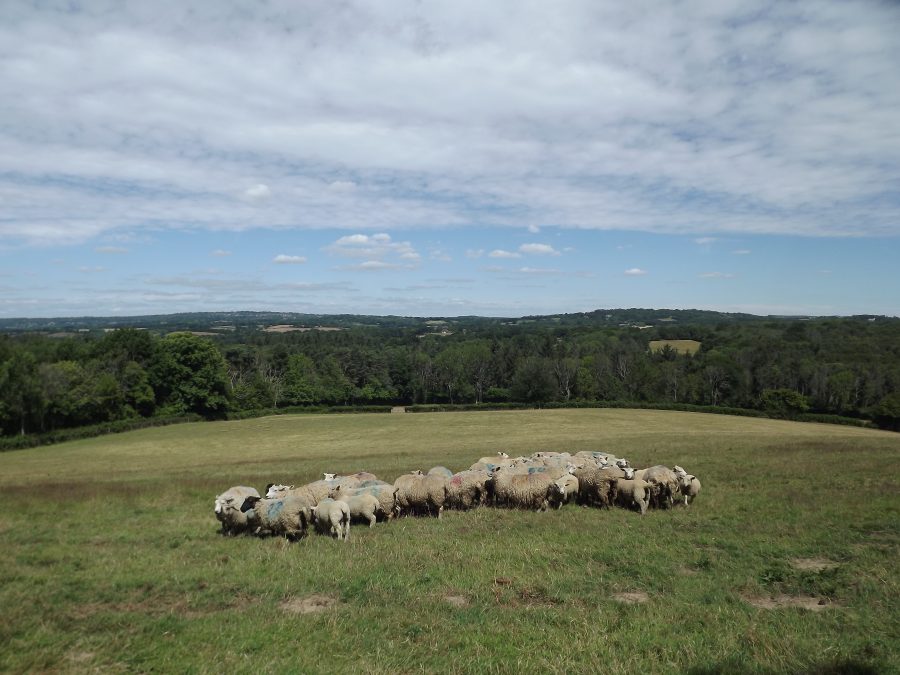 Residential grassland farm in much sought-after location