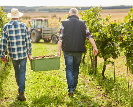 Refugees Can Help Growers