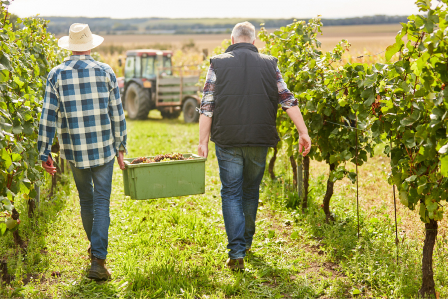 Refugees Can Help Growers