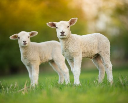 High worm egg counts in lambs