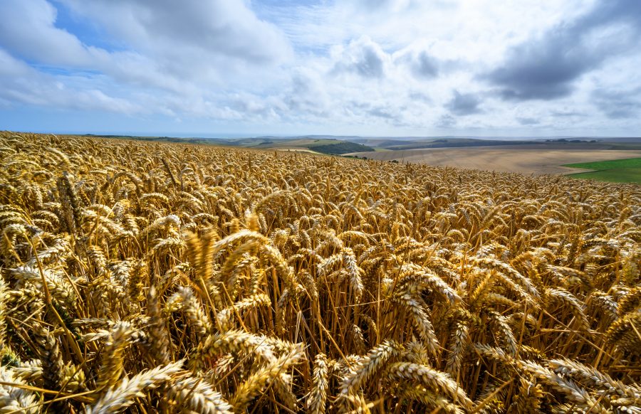 ELVED PHILLIPS: Growers need to forget about the prices they could have sold at but didn’t