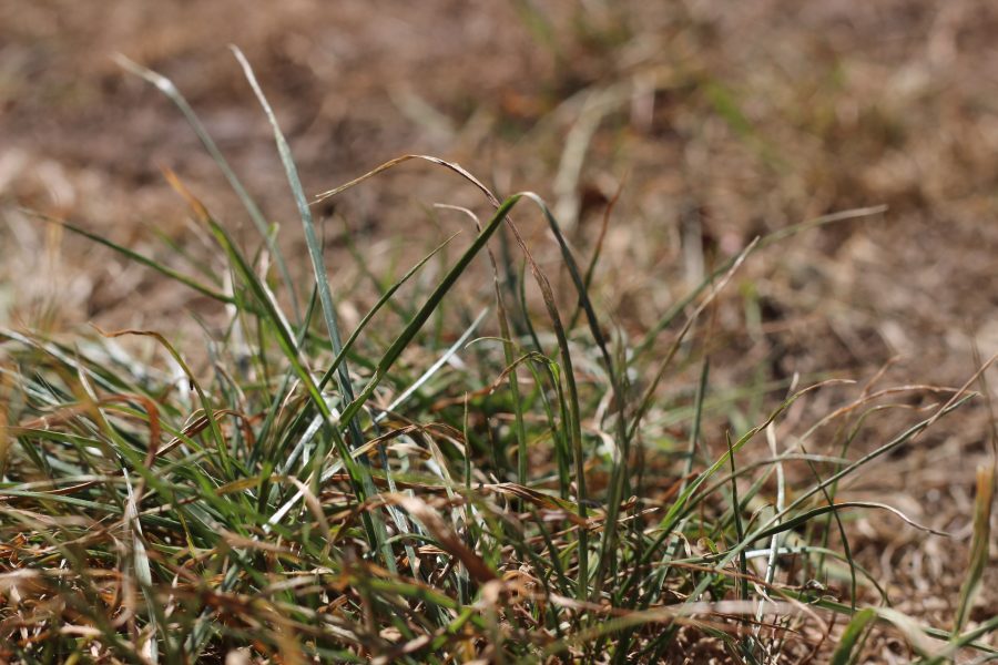 DEFRA eases pressure on drought-hit farmers